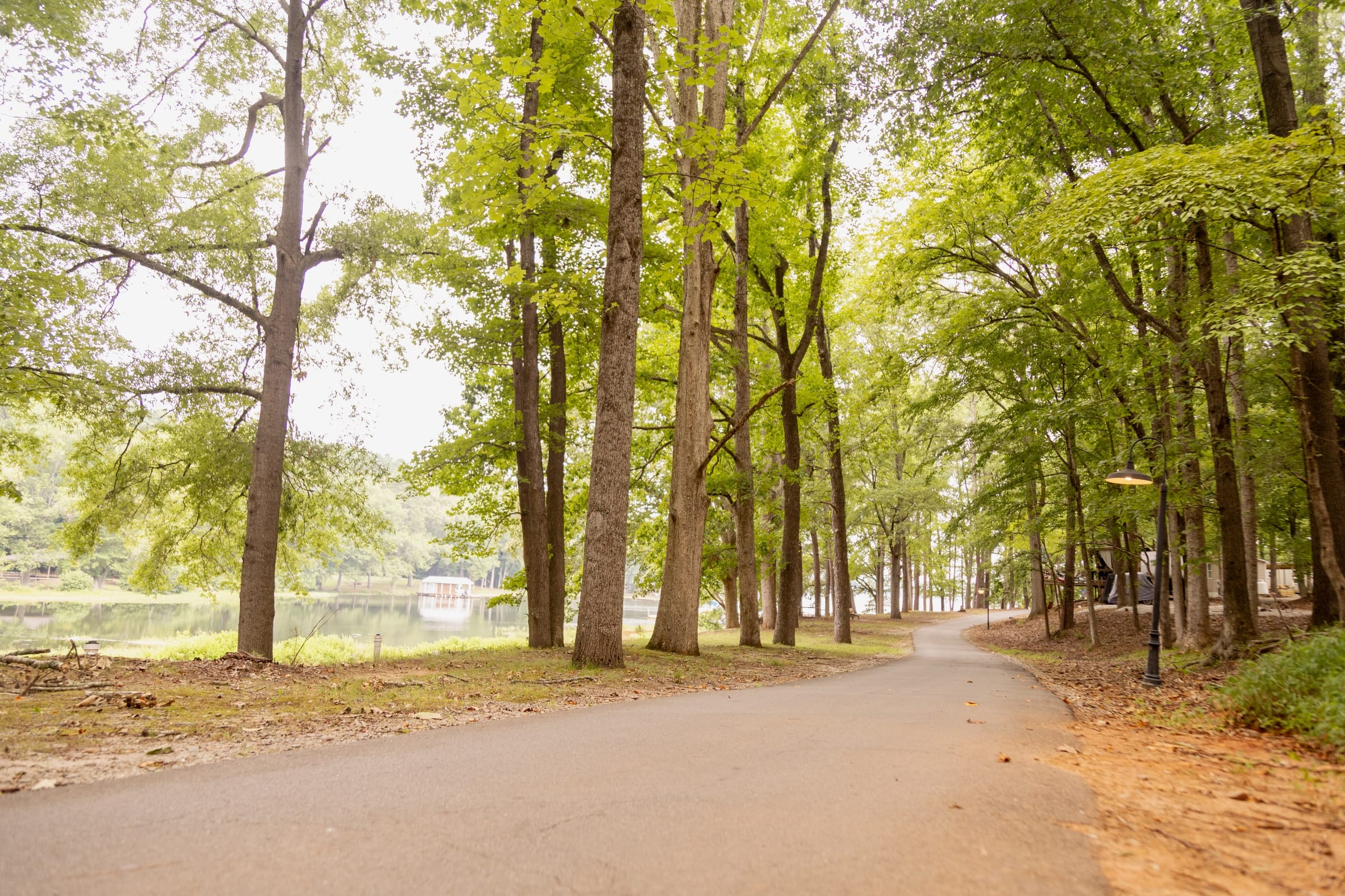 Tree-lined lane with the lake showing through on the right