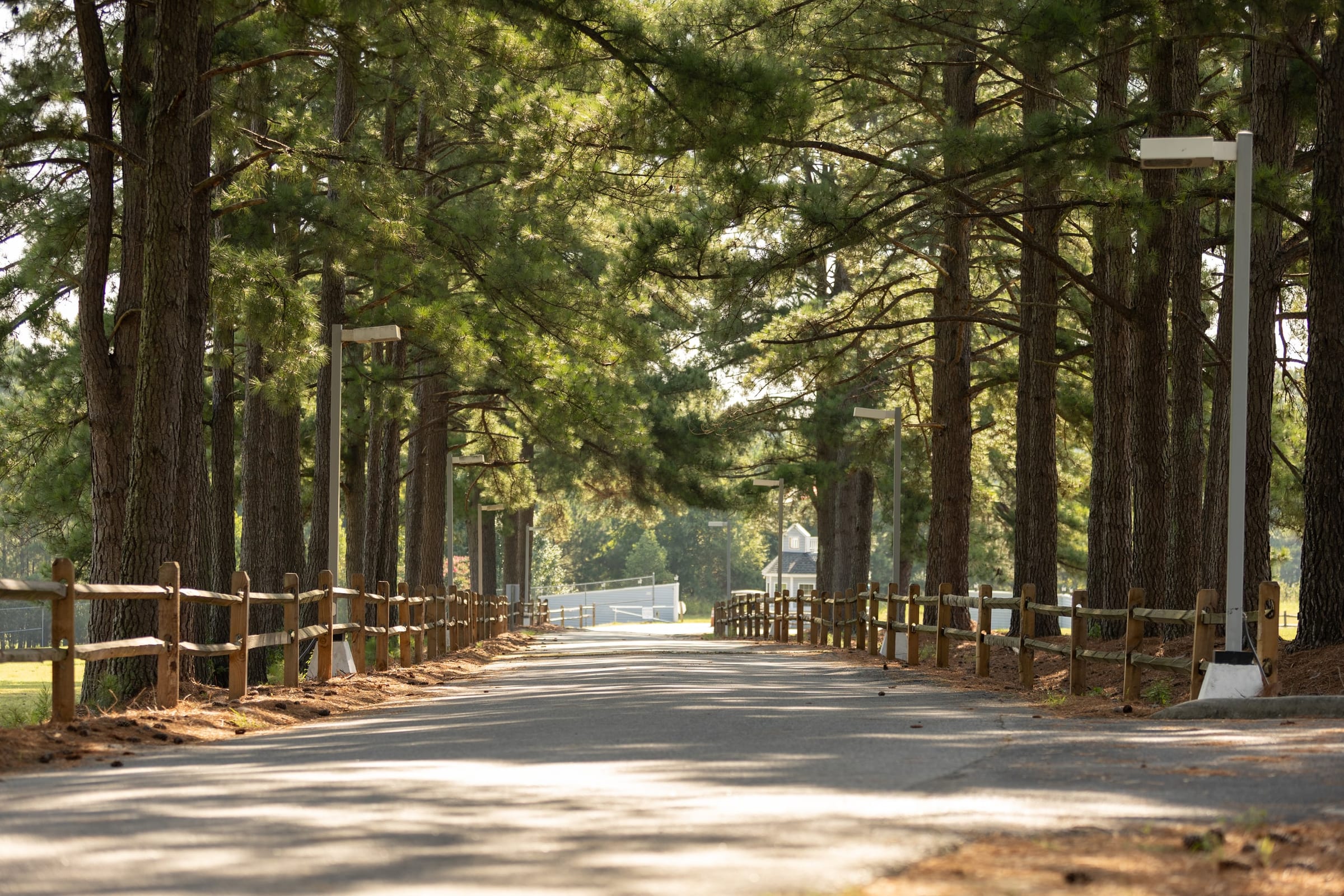 Pine-lined entrance lane between split-rail fences in morning sun