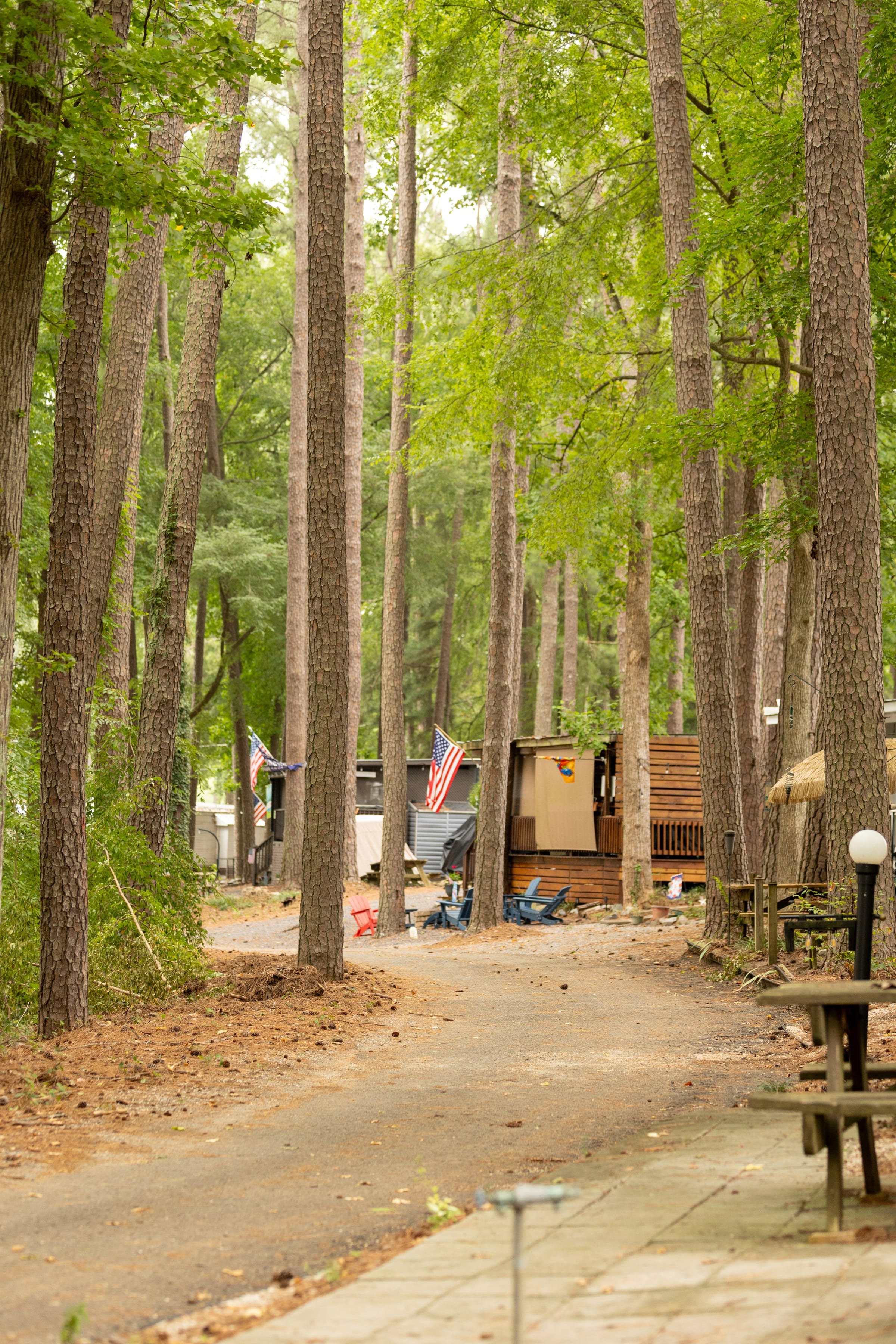Gravel lane through tall pines past annual-site campsites with flags