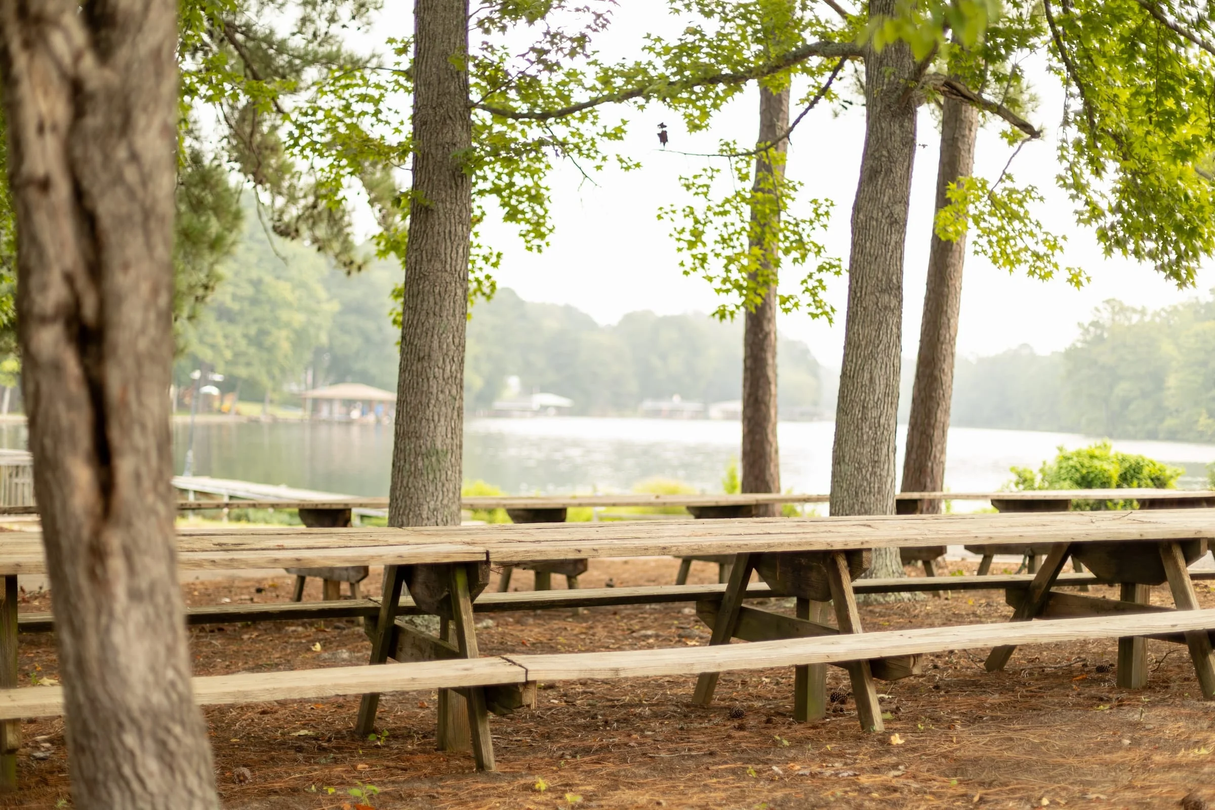 Long rows of weathered picnic tables beneath shoreline trees with the hazy lake behind